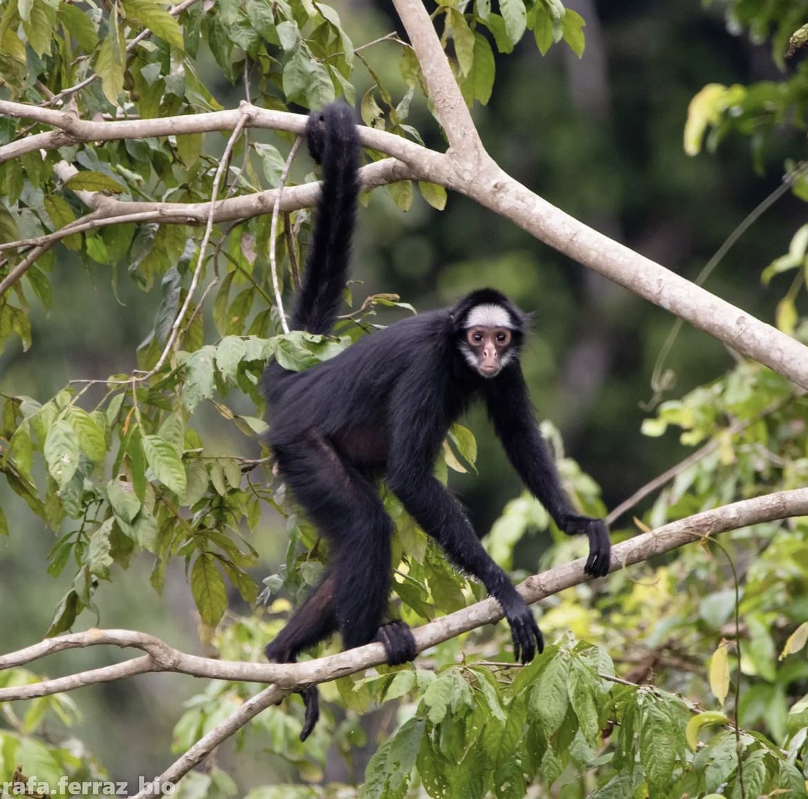 White-whiskered spider monkey